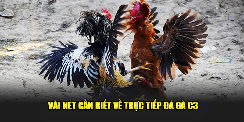 Vài nét cần biết về trực tiếp đá gà C3