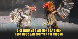 Giới thiệu một vài giống gà chiến luôn được săn đón trên thị trường