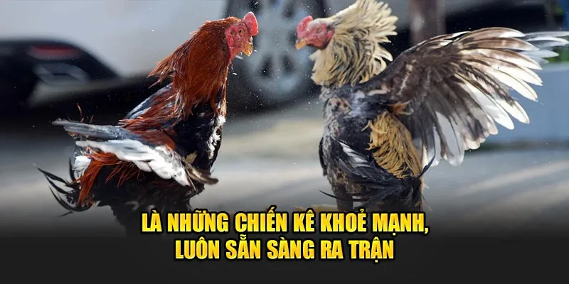 Là những chiến kê khoẻ mạnh, luôn sẵn sàng ra trận