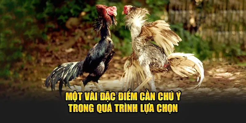 Một vài đặc điểm cần chú ý trong quá trình lựa chọn